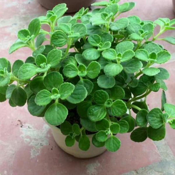 tuoi hoi hop voi cay gi de hai ra tien 600x600 - Tuổi Hợi hợp với cây gì để hái ra tiền?