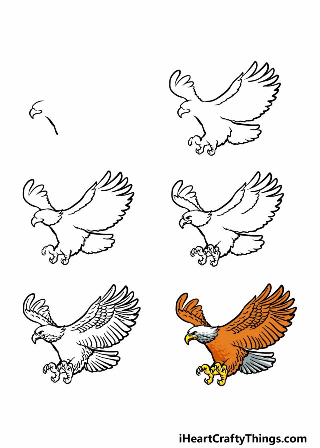 Hướng dẫn chi tiết cách vẽ con chim đại bàng đơn giản với 7 bước cơ bản
