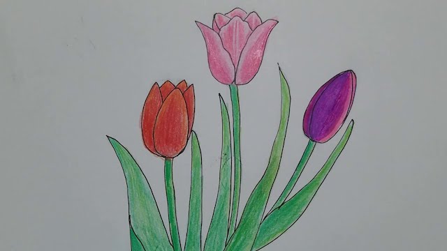 ve hoa tulip 1 - Hướng dẫn cách vẽ hoa tulip đơn giản với 7 bước cơ bản