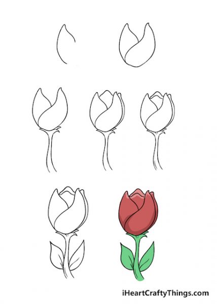 ve hoa tulip 428x600 - Hướng dẫn cách vẽ hoa tulip đơn giản với 7 bước cơ bản