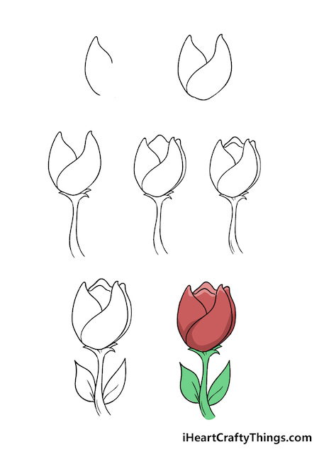 vẽ hoa tulip nở