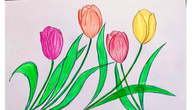 ve hoa tulip - Hướng dẫn cách vẽ hoa tulip đơn giản với 7 bước cơ bản