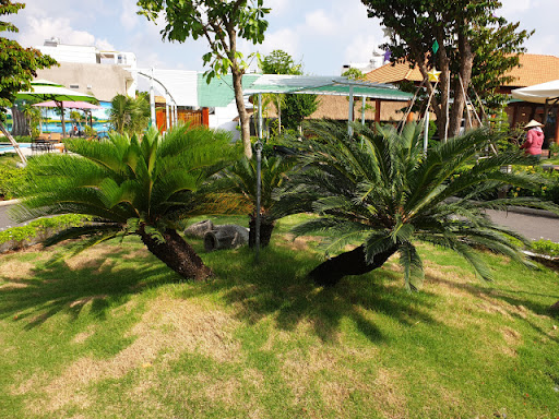 cay thien tue san vuon biet thu - Những loại cây cảnh sân vườn biệt thự phổ biến được trồng hiện nay